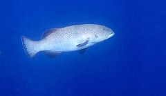 IMG_0034rf_Maldives_Madoogali reef_Merou a caudale carree_Plectraupomus areolatus